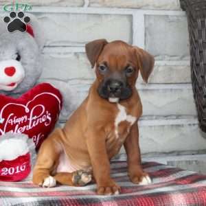 Chevy, Boxer Puppy